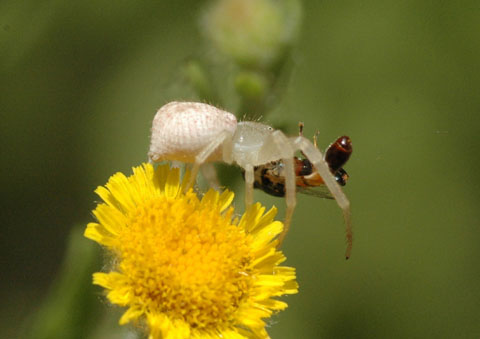 Crab Spider, Misumenops sp.